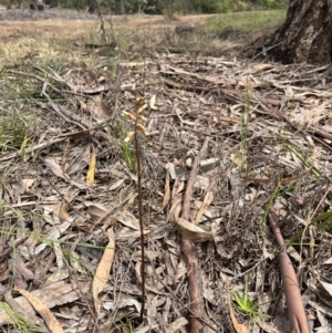 Gastrodia sesamoides at Acton, ACT - suppressed