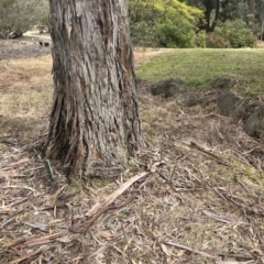 Gastrodia sesamoides at Acton, ACT - suppressed