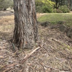 Gastrodia sesamoides at Acton, ACT - suppressed