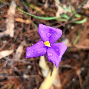 Patersonia sp. at Bungonia, NSW - 13 Nov 2022 11:40 AM