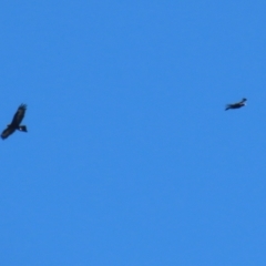 Aquila audax (Wedge-tailed Eagle) at Hume, ACT - 17 Nov 2022 by RodDeb