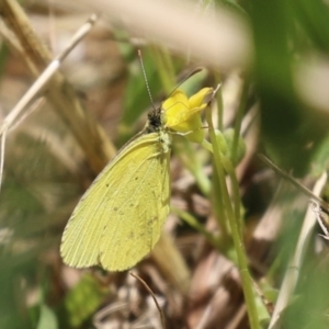 Eurema smilax at Fyshwick, ACT - 18 Nov 2022