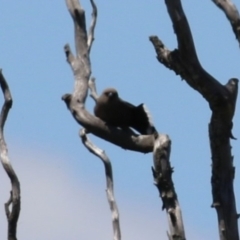 Artamus cyanopterus (Dusky Woodswallow) at Fyshwick, ACT - 18 Nov 2022 by RodDeb