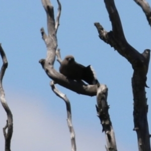 Artamus cyanopterus at Fyshwick, ACT - 18 Nov 2022 11:46 AM