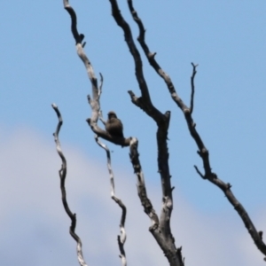 Artamus cyanopterus at Fyshwick, ACT - 18 Nov 2022 11:46 AM