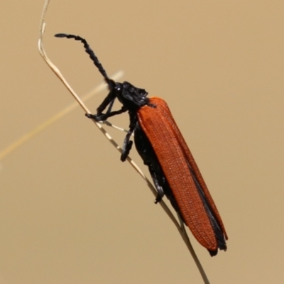 Porrostoma rhipidium (Long-nosed Lycid (Net-winged) beetle) at Jerrabomberra Wetlands - 18 Nov 2022 by RodDeb