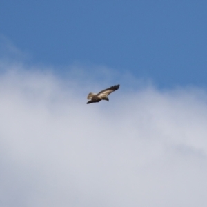 Haliastur sphenurus at Fyshwick, ACT - 18 Nov 2022 01:57 PM