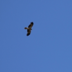 Haliastur sphenurus at Fyshwick, ACT - 18 Nov 2022 01:57 PM