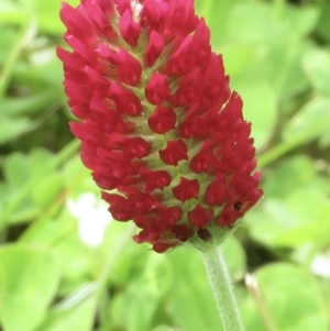 Trifolium incarnatum at Bruce, ACT - 18 Oct 2022 01:43 PM