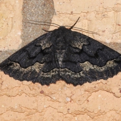 Melanodes anthracitaria (Black Geometrid) at Wanniassa, ACT - 18 Nov 2022 by JohnBundock