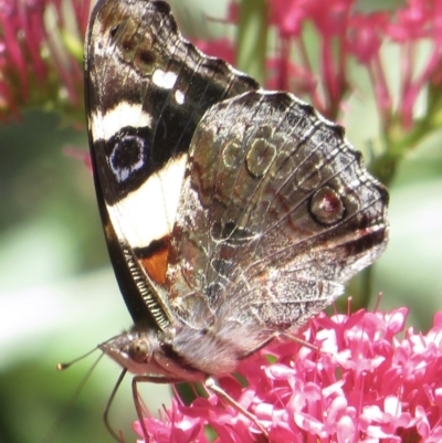 Vanessa itea (Yellow Admiral) at Narrabundah, ACT - 19 Nov 2022 by RobParnell