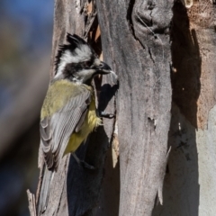 Falcunculus frontatus (Eastern Shrike-tit) at Namadgi National Park - 17 Nov 2022 by rawshorty