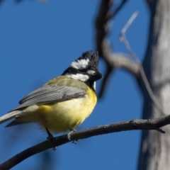 Falcunculus frontatus at Booth, ACT - 18 Nov 2022 08:53 AM