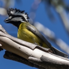 Falcunculus frontatus at Booth, ACT - 18 Nov 2022 08:53 AM