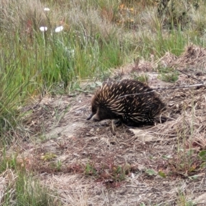 Tachyglossus aculeatus at Dry Plain, NSW - 19 Nov 2022