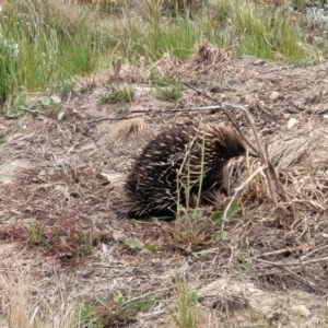 Tachyglossus aculeatus at Dry Plain, NSW - 19 Nov 2022