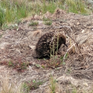 Tachyglossus aculeatus at Dry Plain, NSW - 19 Nov 2022 02:40 PM