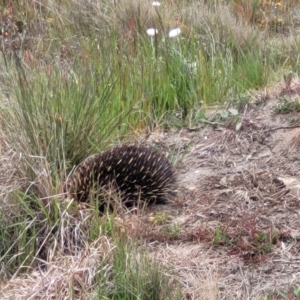 Tachyglossus aculeatus at Dry Plain, NSW - 19 Nov 2022