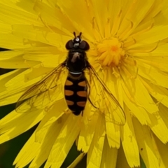 Melangyna viridiceps (Hover fly) at Isaacs, ACT - 19 Nov 2022 by Mike