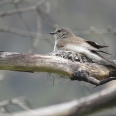 Microeca fascinans (Jacky Winter) at Booth, ACT - 19 Nov 2022 by TomW