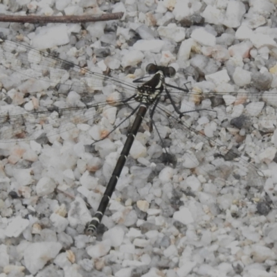 Austroargiolestes sp. (genus) (Flatwing) at Paddys River, ACT - 19 Nov 2022 by JohnBundock