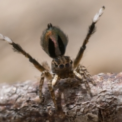 Maratus chrysomelas (Variable Peacock Spider) at Booth, ACT - 19 Nov 2022 by patrickcox