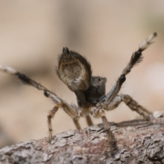 Maratus chrysomelas at Booth, ACT - 19 Nov 2022