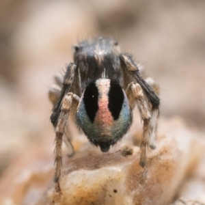 Maratus chrysomelas at Booth, ACT - 19 Nov 2022