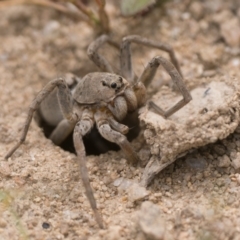 Portacosa cinerea (Grey wolf spider) at Namadgi National Park - 19 Nov 2022 by patrickcox