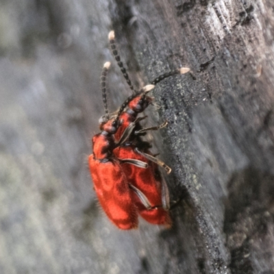 Lemodes coccinea (Scarlet ant beetle) at Tennent, ACT - 19 Nov 2022 by patrickcox