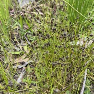 Schoenus apogon at Molonglo Valley, ACT - 5 Nov 2022