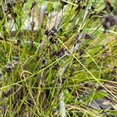 Schoenus apogon at Molonglo Valley, ACT - 5 Nov 2022 04:03 PM