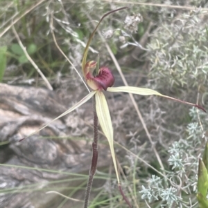 Caladenia montana at Yaouk, NSW - 19 Nov 2022