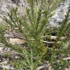 Olearia heloderma (Daisy Bush (Australian National Herbarium)) at Yaouk, NSW - 19 Nov 2022 by Mavis