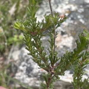 Olearia sp. Rhizomatica (I.R.Telford 11549) at Yaouk, NSW - 19 Nov 2022