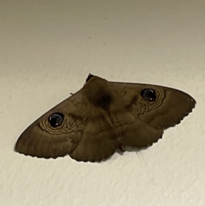 Dasypodia selenophora (Southern old lady moth) at Canberra, ACT - 18 Nov 2022 by Mavis