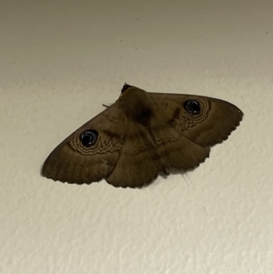 Dasypodia selenophora at Canberra, ACT - 18 Nov 2022 09:22 AM