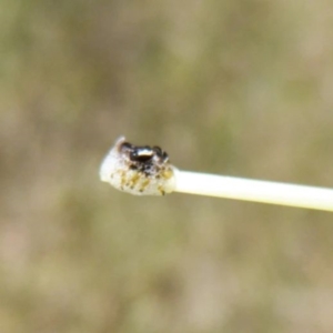 Aphrophorinae (subfamily) at Weetangera, ACT - 19 Nov 2022