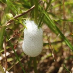 Aphrophorinae (subfamily) at Weetangera, ACT - 19 Nov 2022