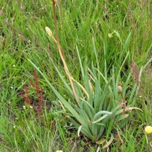 Bulbine glauca at Dry Plain, NSW - 19 Nov 2022