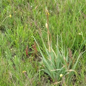 Bulbine glauca at Dry Plain, NSW - 19 Nov 2022