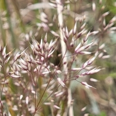 Aira elegantissima (Delicate Hairgrass) at Dry Plain, NSW - 19 Nov 2022 by trevorpreston
