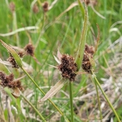 Luzula ovata (Pyramid Woodrush) at Dry Plain, NSW - 19 Nov 2022 by trevorpreston