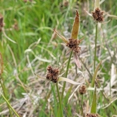 Luzula ovata at Dry Plain, NSW - 19 Nov 2022 01:41 PM