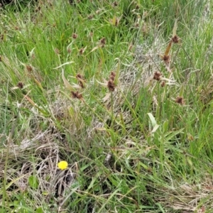 Luzula ovata at Dry Plain, NSW - 19 Nov 2022 01:41 PM