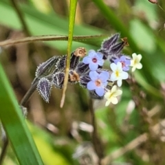 Myosotis discolor (Forget-me-not) at Dry Plain, NSW - 19 Nov 2022 by trevorpreston