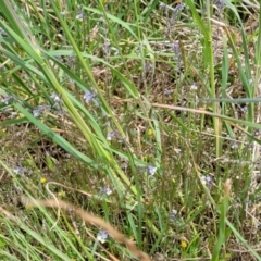 Myosotis discolor at Dry Plain, NSW - 19 Nov 2022