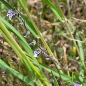 Myosotis discolor at Dry Plain, NSW - 19 Nov 2022 01:36 PM