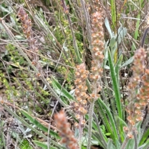 Plantago gaudichaudii at Dry Plain, NSW - 19 Nov 2022 01:28 PM