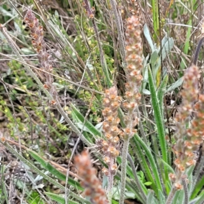 Plantago gaudichaudii (Narrow Plantain) at Dry Plain, NSW - 19 Nov 2022 by trevorpreston